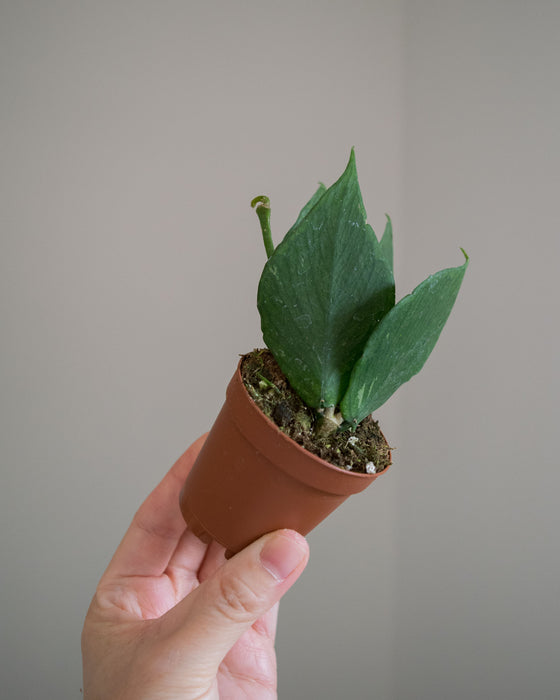 Hoya Polyneura - 2"