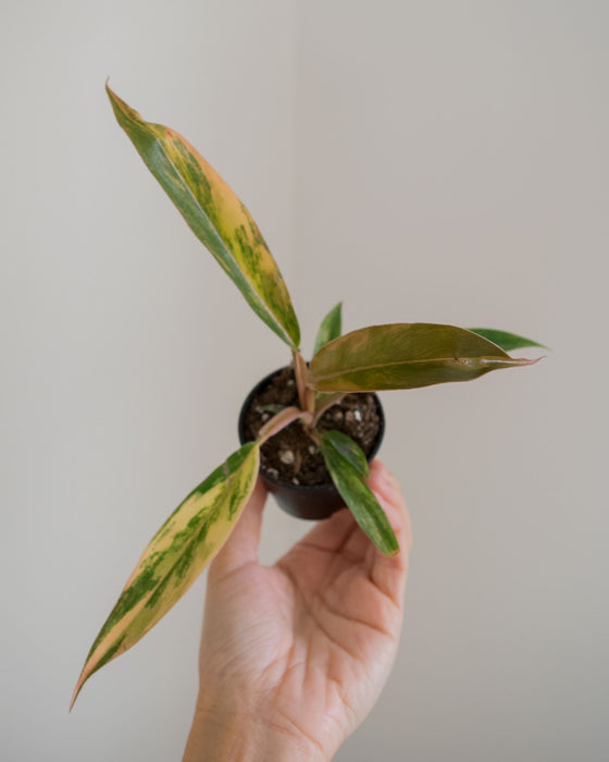 Philodendron 'Caramel Marble' - 2"