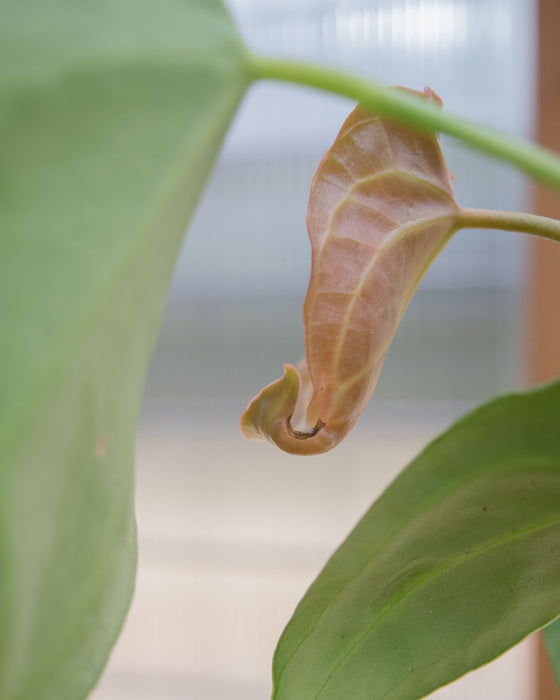 Anthurium Crystallinum - 4"
