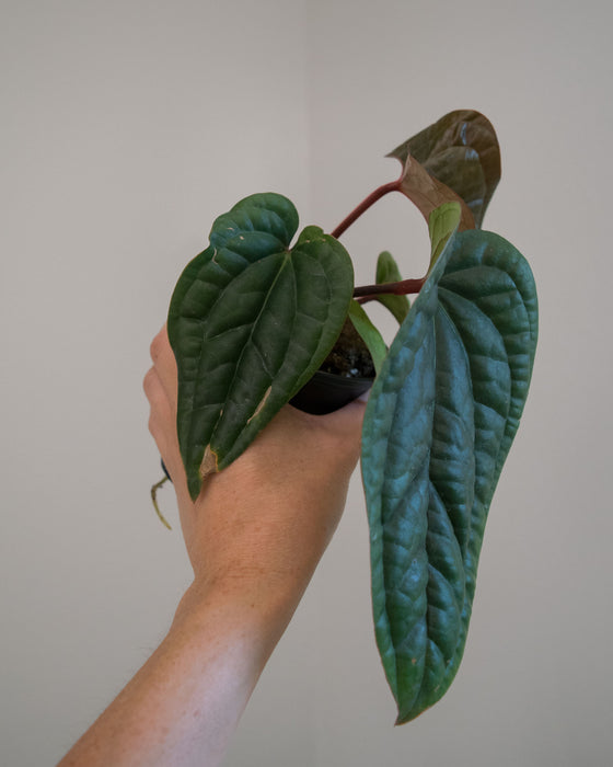 Anthurium 'Radicans x Luxurians' - 4"