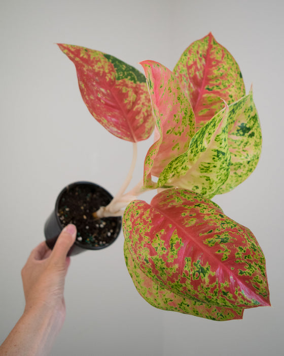 Aglaonema 'Red Mahasetti' - 4"
