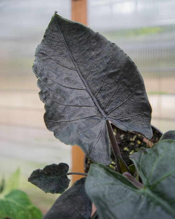 Alocasia Chienlii 'Antoro Velvet' - 4"