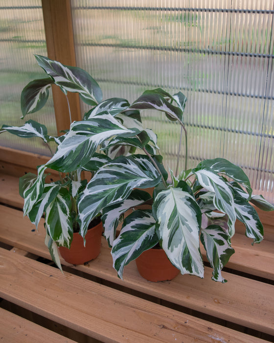 Calathea 'Stella' - 4"