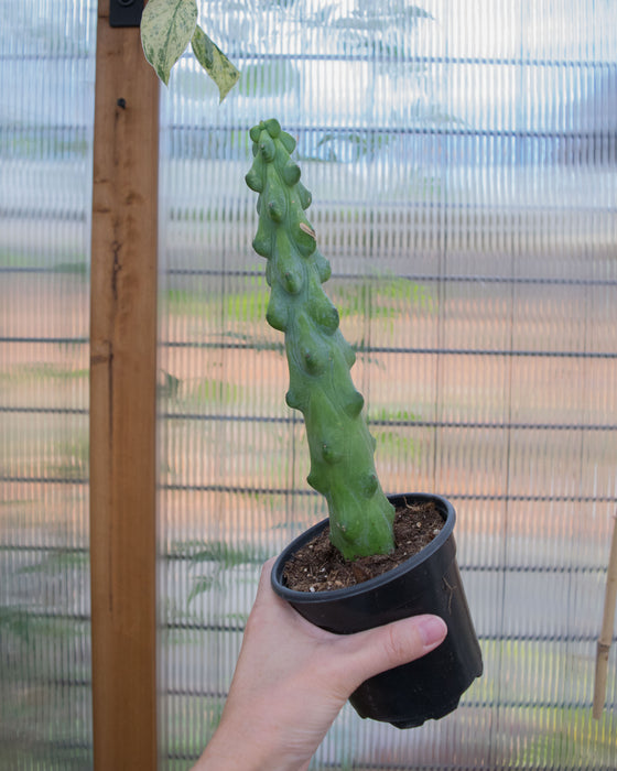 Myrtillocactus 'Fukurokuryuziboku' - 4"