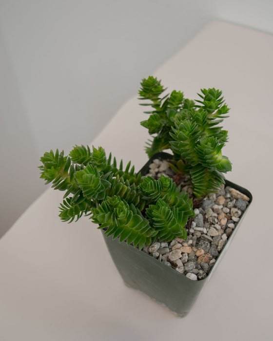 Crassula Pyramidalis - 4"