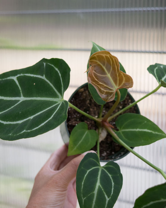 Anthurium Crystallinum - 4"