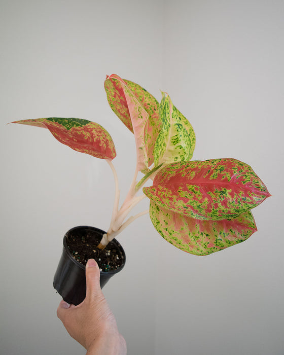 Aglaonema 'Red Mahasetti' - 4"