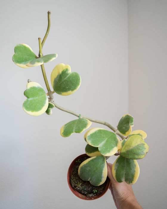 Hoya Kerrii 'Variegata' - 4"