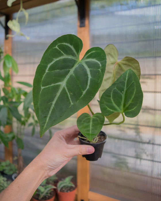 Anthurium 'Velvet Moira' - 2"