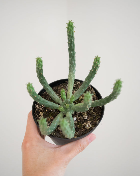 Euphorbia Caput-Medusae 'Medusa Head' - 4"