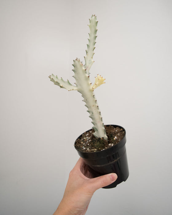 Euphorbia Lactea 'White Ghost' - 4"