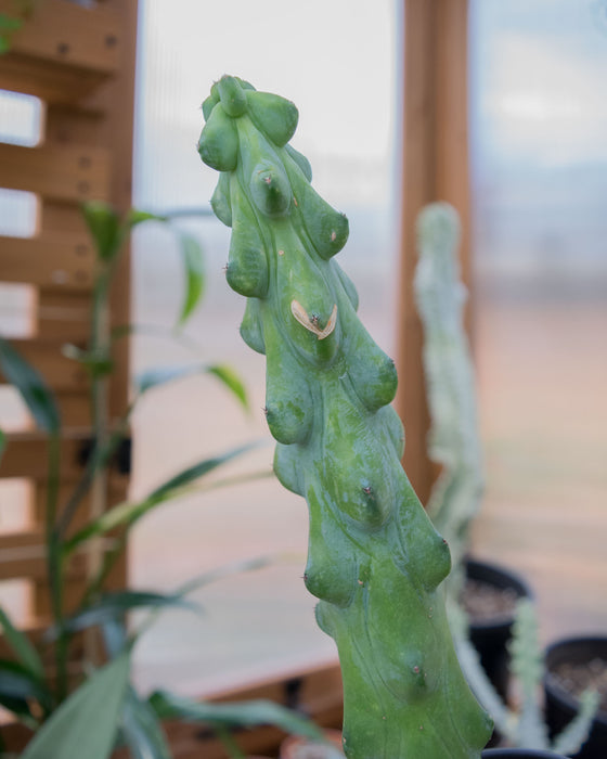 Myrtillocactus 'Fukurokuryuziboku' - 4"