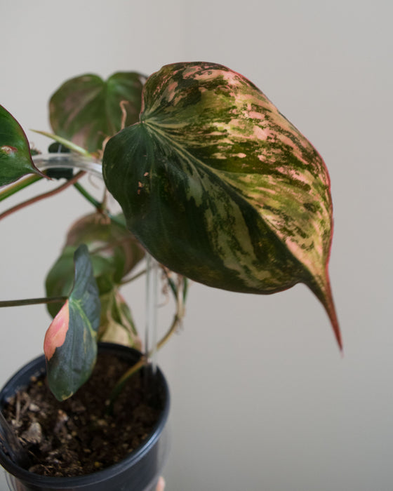 Philodendron 'Micans' Variegated - 4"