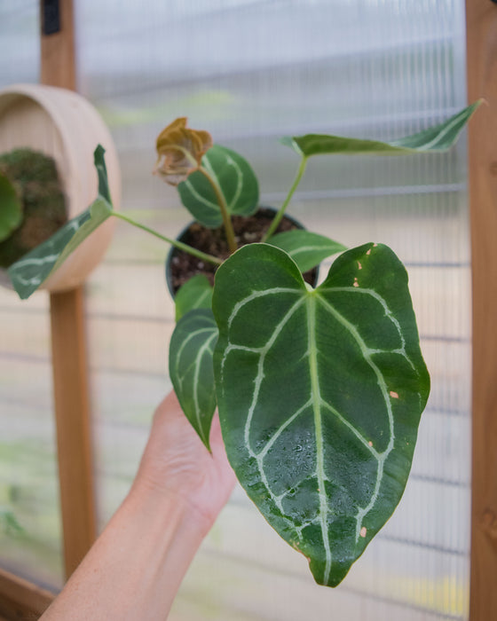 Anthurium Crystallinum - 4"