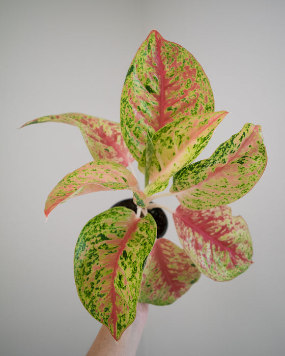 Aglaonema 'Red Mahasetti' - 4"