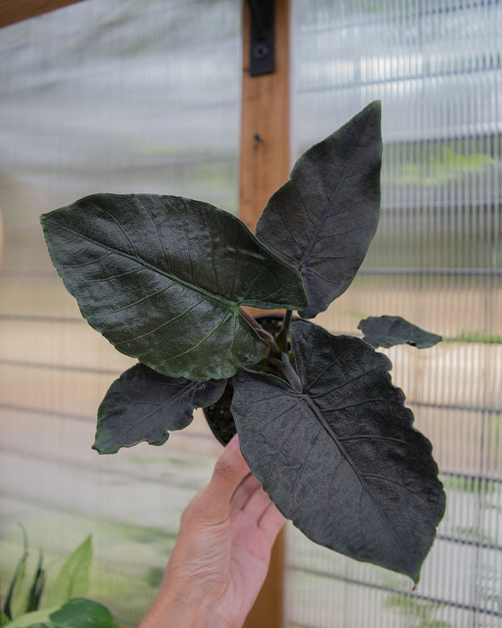 Alocasia Chienlii 'Antoro Velvet' - 4"