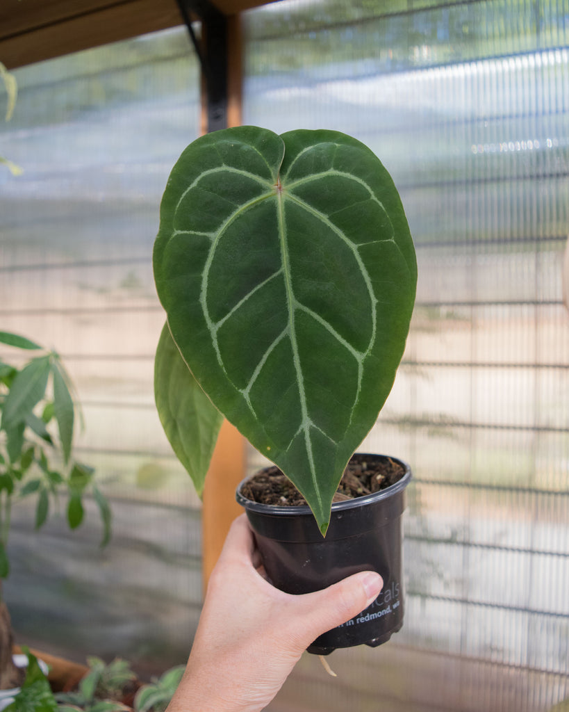 anthurium cay cee Anthurium Clarinervium x 'Bintang Kejora'