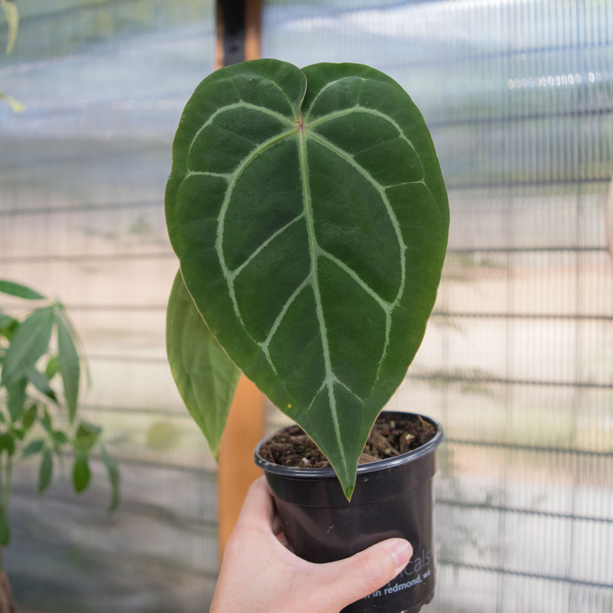 alocasia zebrina reticulata kaufen Reticulata Elephant Ear