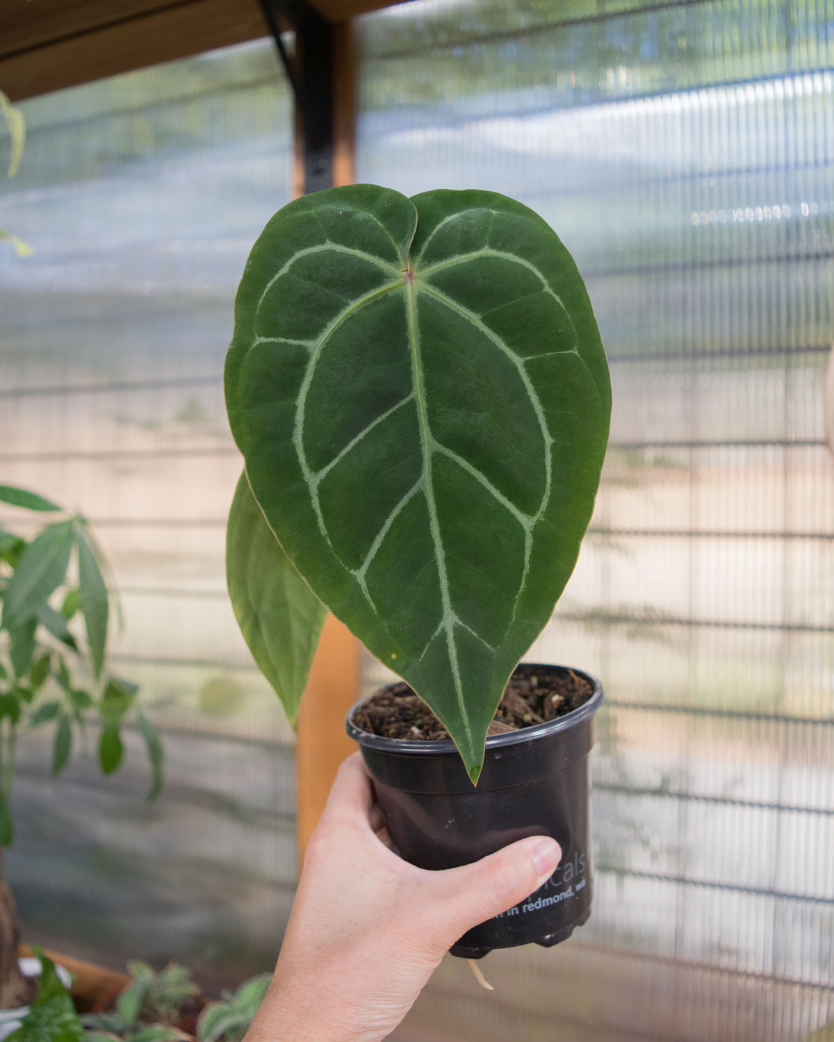 anthurium xavia Anthurium Clarinervium x 'Bintang Kejora'