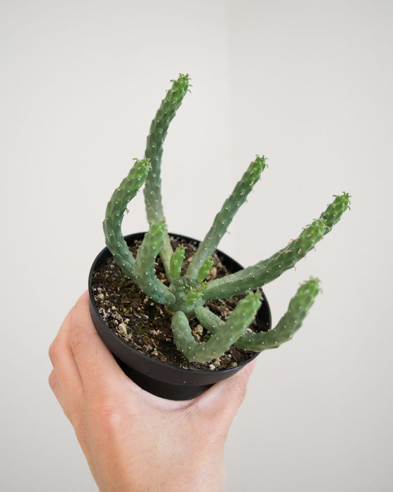 Euphorbia Caput-Medusae 'Medusa Head' - 4"