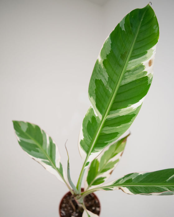 Musa sp. 'Florida Variegated' - 4" (Pick Up Only)