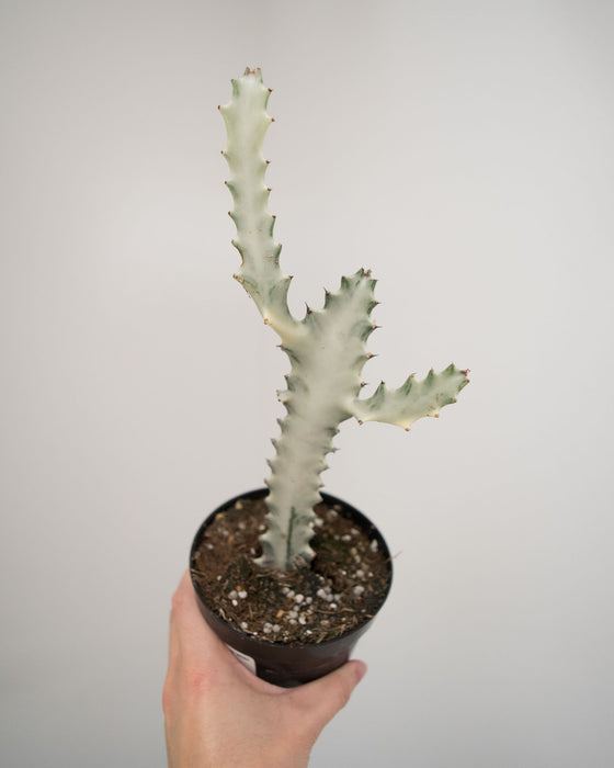 Euphorbia Lactea 'White Ghost' - 4"