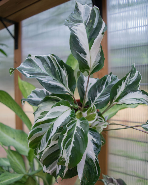 Calathea 'Stella' - 4"