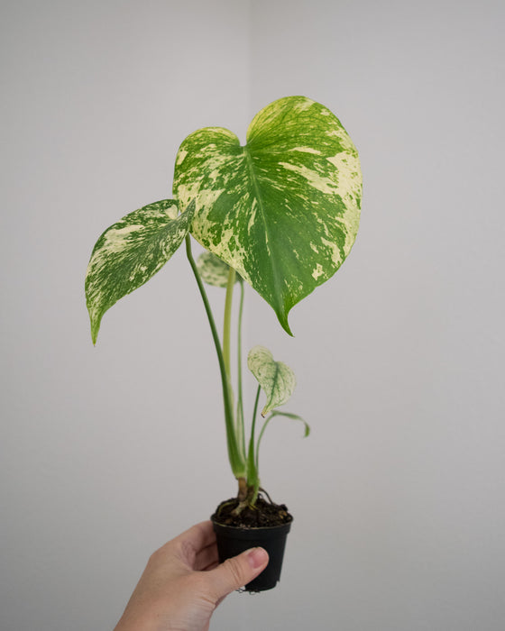 Monstera Deliciosa 'Mint' Variegated - 4"