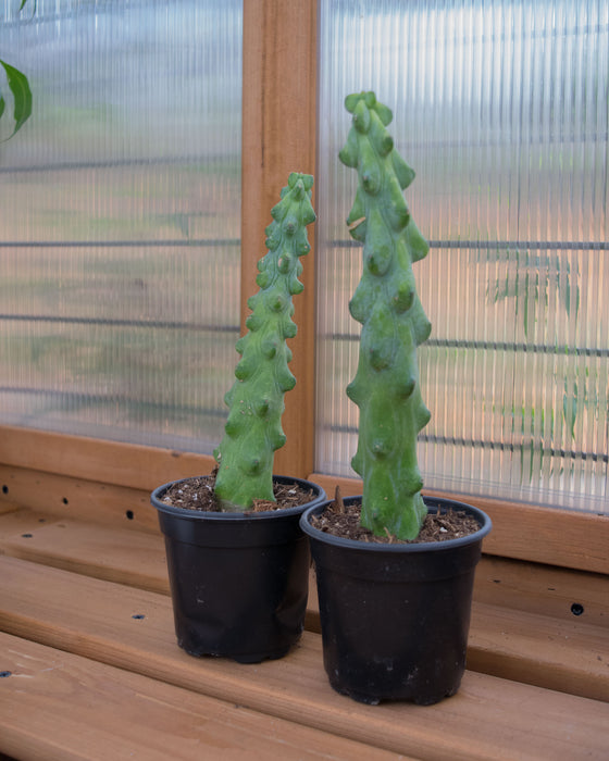 Myrtillocactus 'Fukurokuryuziboku' - 4"