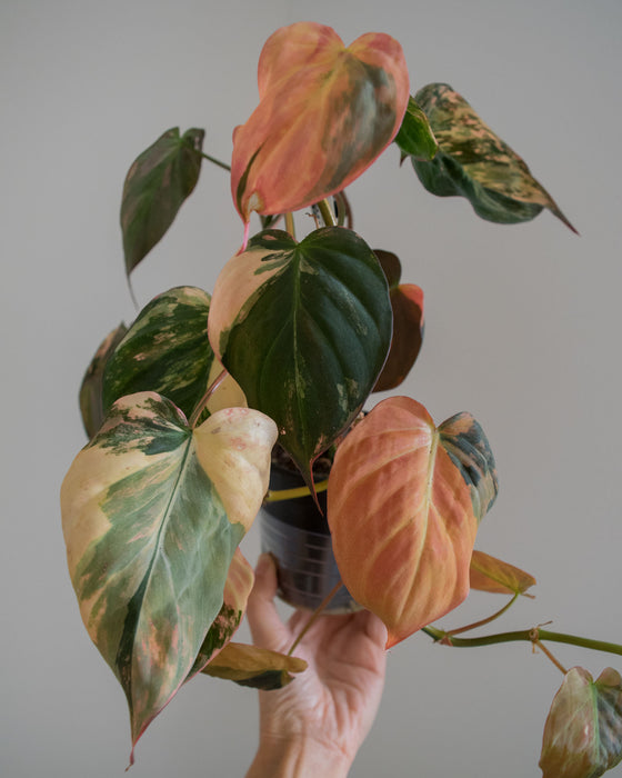 Philodendron 'Micans' Variegated - 4"