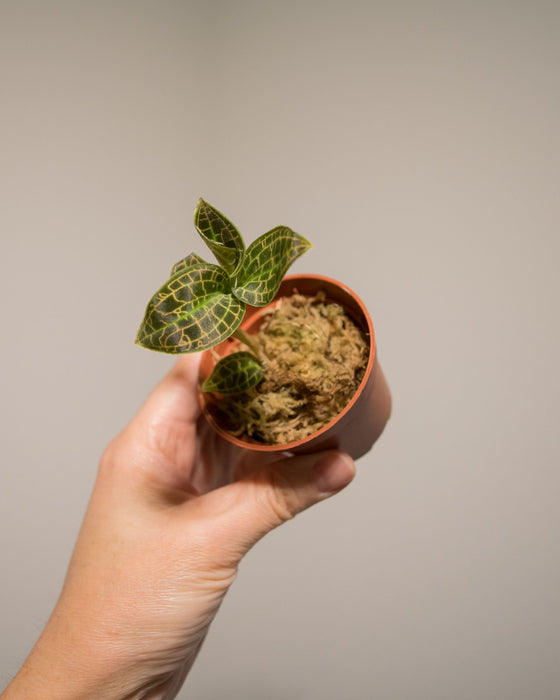 Macodes Sanderiana 'Jewel Orchid' - 2"
