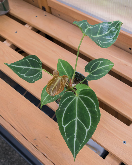 Anthurium Crystallinum - 4"