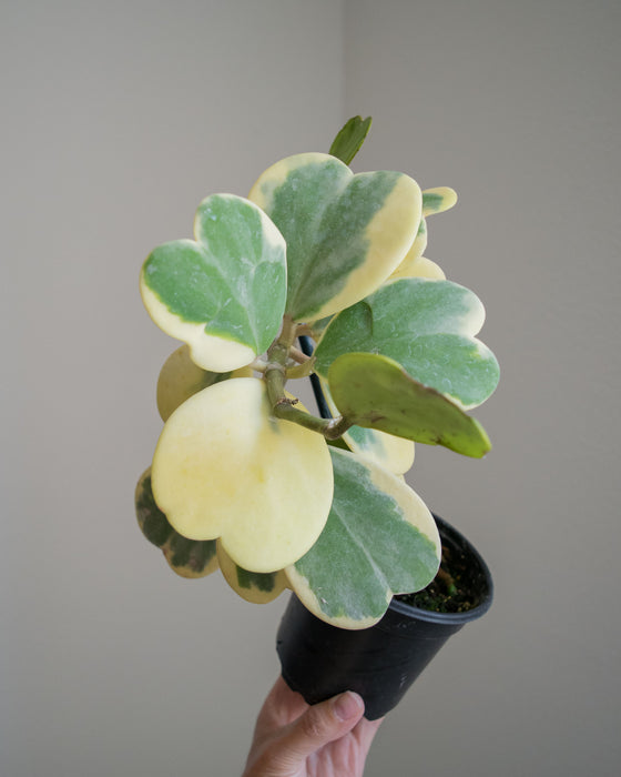 Hoya Kerrii 'Variegata' - 4"