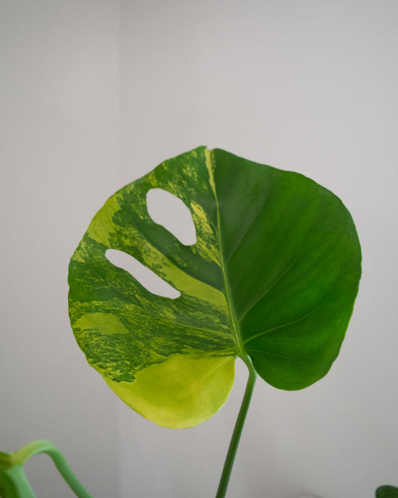 Monstera Deliciosa 'Aurea' Variegated - 4" (Pick Up Only)