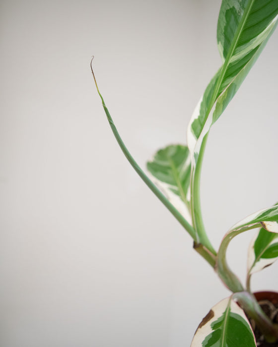 Musa sp. 'Florida Variegated' - 4" (Pick Up Only)
