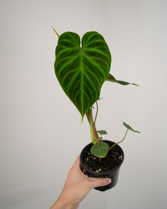 Philodendron 'Verrucosum' - 4"