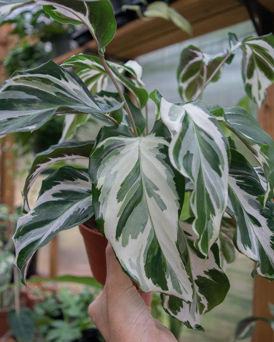 Calathea 'Stella' - 4"