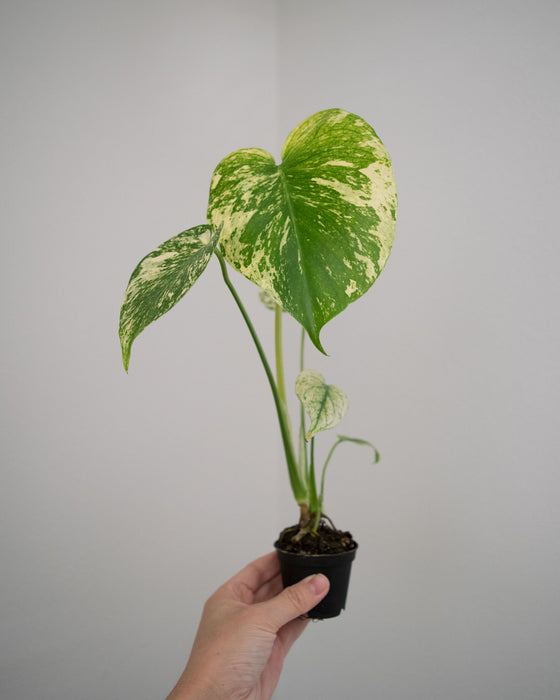 Monstera Deliciosa 'Mint' Variegated - 4"