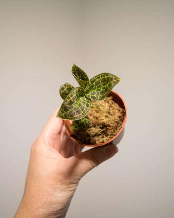 Macodes Sanderiana 'Jewel Orchid' - 2"