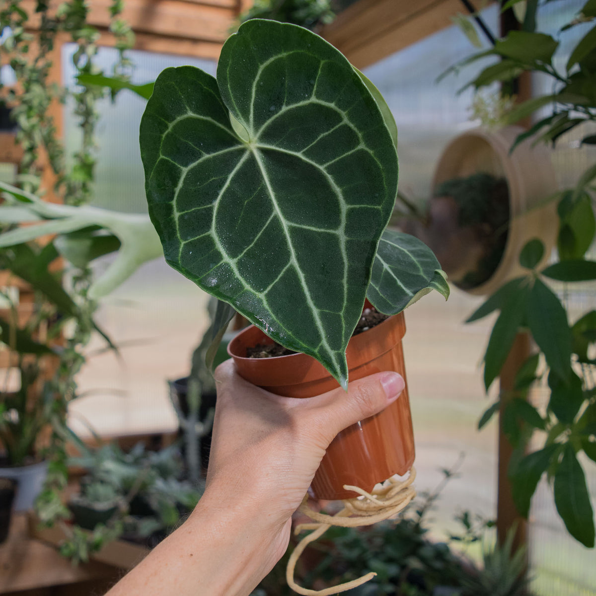 Anthurium Clarinervium