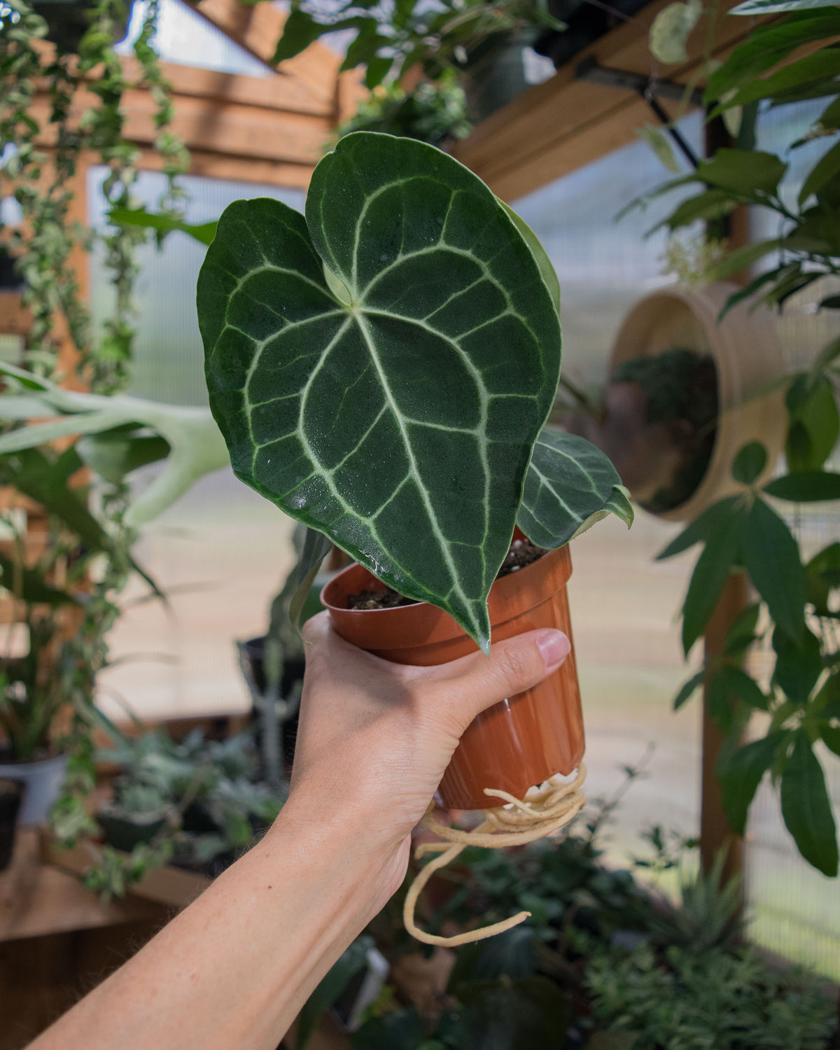 anthurium clarinervium xl Anthurium Clarinervium