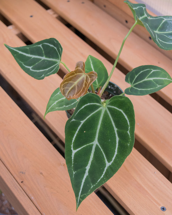 Anthurium Crystallinum - 4"