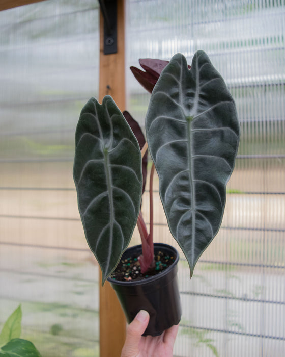 Alocasia Longiloba 'Watsoniana' - 4"