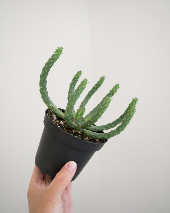 Euphorbia Caput-Medusae 'Medusa Head' - 4"