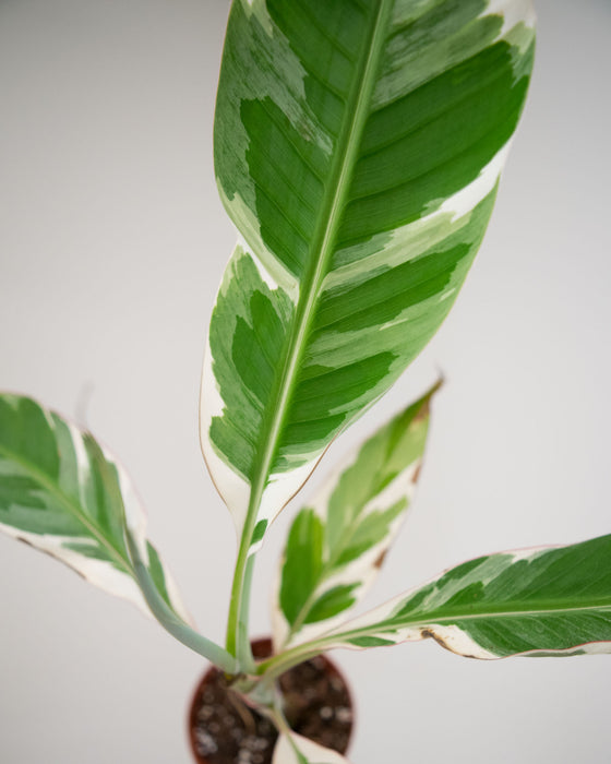 Musa sp. 'Florida Variegated' - 4" (Pick Up Only)