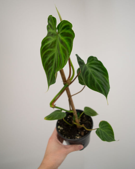 Philodendron 'Verrucosum' - 4"