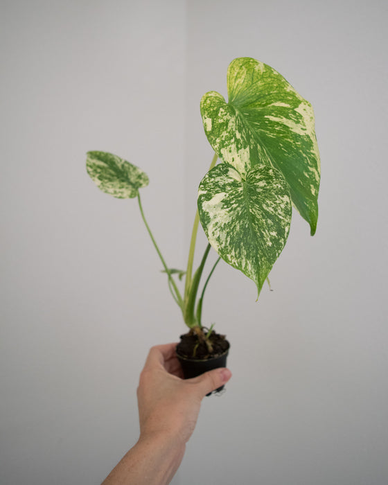 Monstera Deliciosa 'Mint' Variegated - 4"