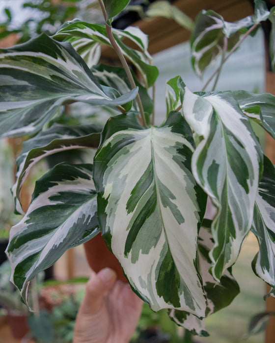 Calathea 'Stella' - 4"
