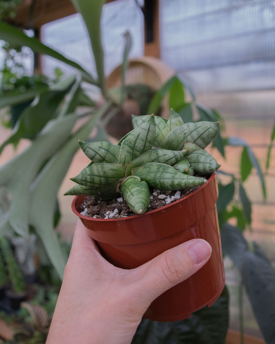 Sansevieria 'Bonji' - 4"