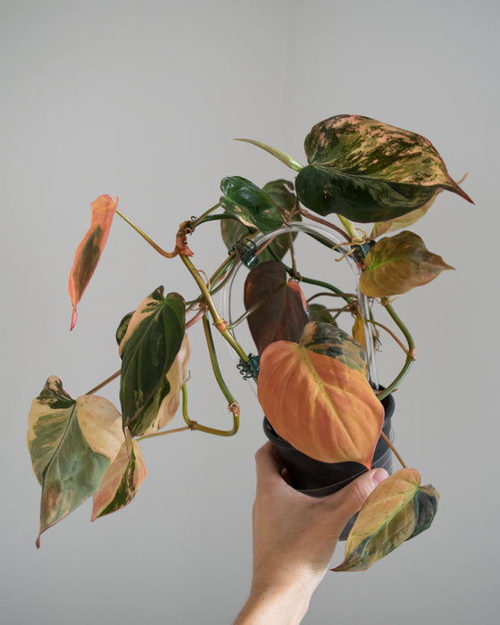 Philodendron 'Micans' Variegated - 4"